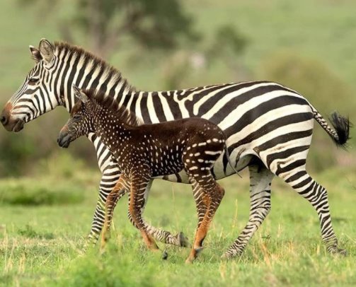 spotted zebra folal